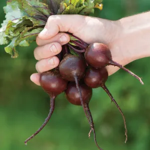 Babybeat Beet Seeds
