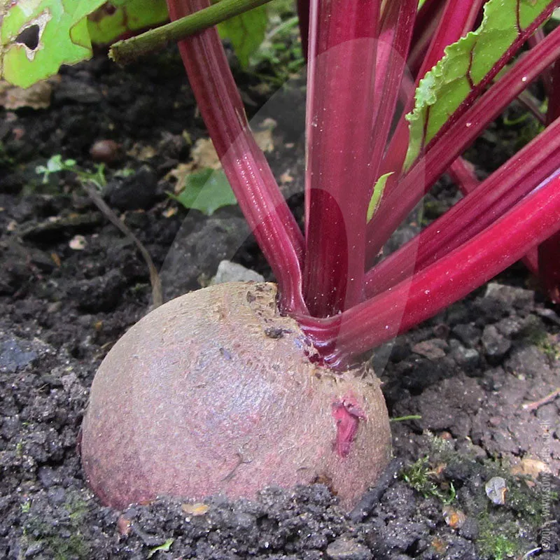 Beetroot Boltardy Seeds (AGM)