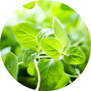 Oregano Essential Oil