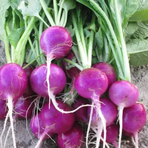Purple Plum Radish Seeds