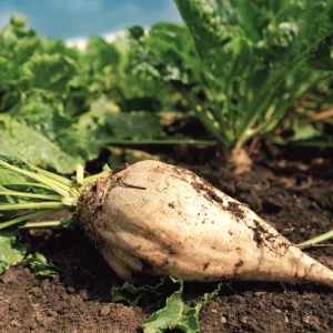 Sugar Beet Seeds