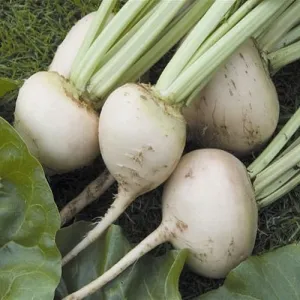 White Detroit Beet Seeds