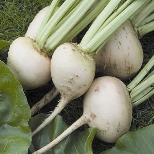 White Detroit Beet Seeds